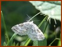 Scotopteryx bipunctaria